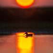 Canard souchert et coucher de soleil