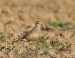 Pluvier guignard | Eudromias morinellus | Eurasian Dotterel