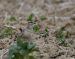 Pluvier guignard | Eudromias morinellus | Eurasian Dotterel