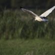 Ibis sacré en vol