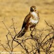 Les rapaces contribuent indirectement à disséminer des graines