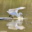 Les Aigrettes garzettes pêcheraient mieux grâce aux Spatules blanches