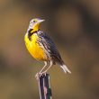 La Sturnelle de l’Ouest peut tuer et/ou manger d’autres oiseaux quand il le faut