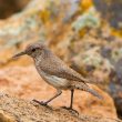 Des Troglodytes des rochers voyageant dans des wagons ?