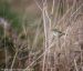 Pouillot à grands sourcils | Phylloscopus inornatus | Yellow-browed Warbler