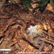 Trois cas de mygales mangeant des oiseaux