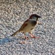 Le Moineau domestique peut utiliser les voitures pour s’abriter