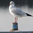 Mouette rieuse