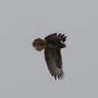 Buse variable