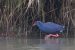 Talève sultane | Purple Gallinule | Porphyrio porphyrio