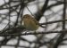 Pouillot de Sibérie | Phylloscopus collybita tristis | Siberian Chiffchaff