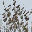 Un groupe de 292 Jaseurs boréaux !