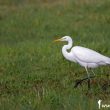 Aigrette en maraude