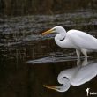 Grande  Aigrette pêchant