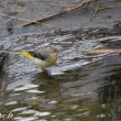 Bergeronnette dans le ruisseau