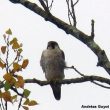 Un Faucon pèlerin chasseur de Hérons gardeboeufs