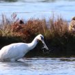 Spatule blanche dans le marais du Duer