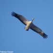 Pourquoi les grues replient-elles parfois les pattes en vol ?