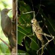 Une sauterelle épineuse australienne faire fuir  un oiseau grâce à ses pattes