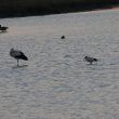 Ibis sacré, Cigogne blanche et Oie cendrée