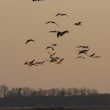 Grues rentrant au dortoir