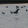 Cigogne blanche arrivant en dortoir