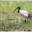 Ibis sacré au Kenya