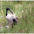 Ibis sacré au Kenya