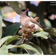 Bulbul de Dodson au jardin