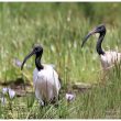 Couple d’Ibis sacrés au Kenya