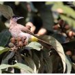 Bulbul de Dodson au jardin