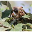 Bulbul de Dodson au jardin