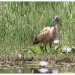 Ibis sacré immature au Kenya