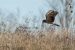 Busard pâle | Circus macrourus | Pallid Harrier