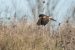 Busard pâle | Circus macrourus | Pallid Harrier