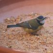 Une Mésange bleue au bec anormal observée sur une terrasse