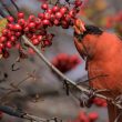 Cardinal rouge dans une Viorne trilobée