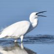 Aigrette garzette