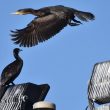 Grands Cormorans