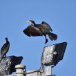 Grands Cormorans