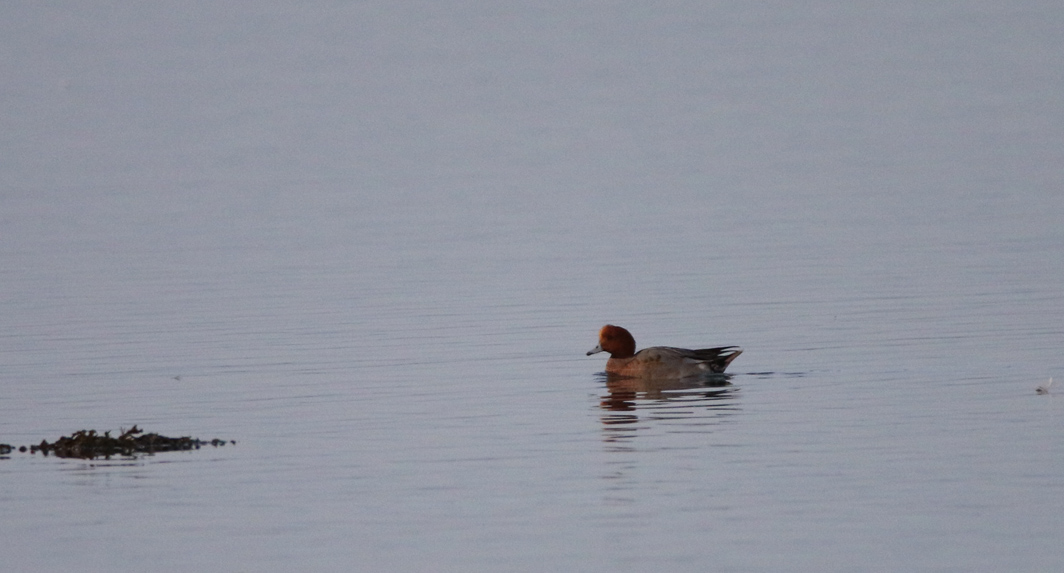 Canard siffeur