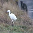 Aigrette garzette