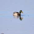 Canard colvert