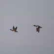 Couple de Canards siffleurs