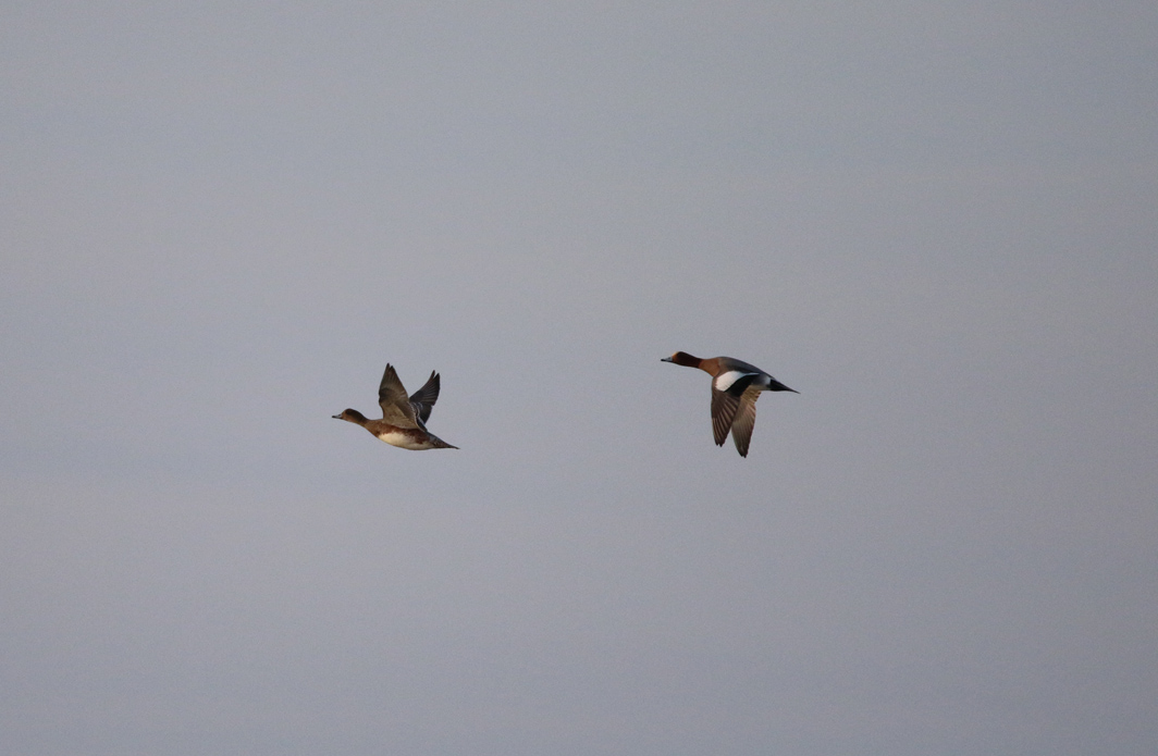 Couple de Canards siffleurs