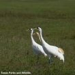 La dernière population sauvage de Grues blanches a atteint un plus haut en 2016