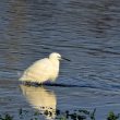 Aigrette garzette hivernante