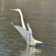 Grande Aigrette en hivernage