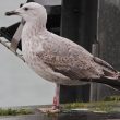 Goéland pontique de 2ème année