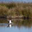 Canard colvert